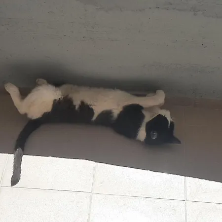 Appartement Maja Okrug Gornji Trogir